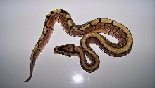 7_2 Spider Male