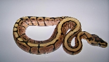 7_3 Spider Male