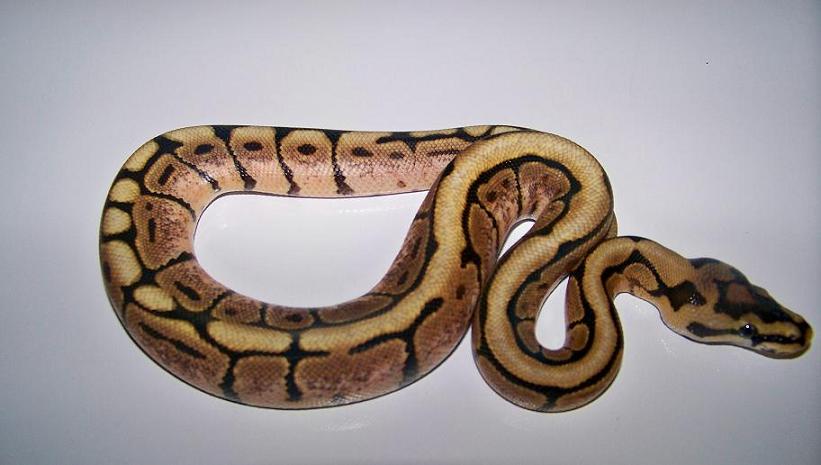 7_3 Spider Male
