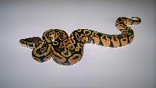 7_4 Pastel Female