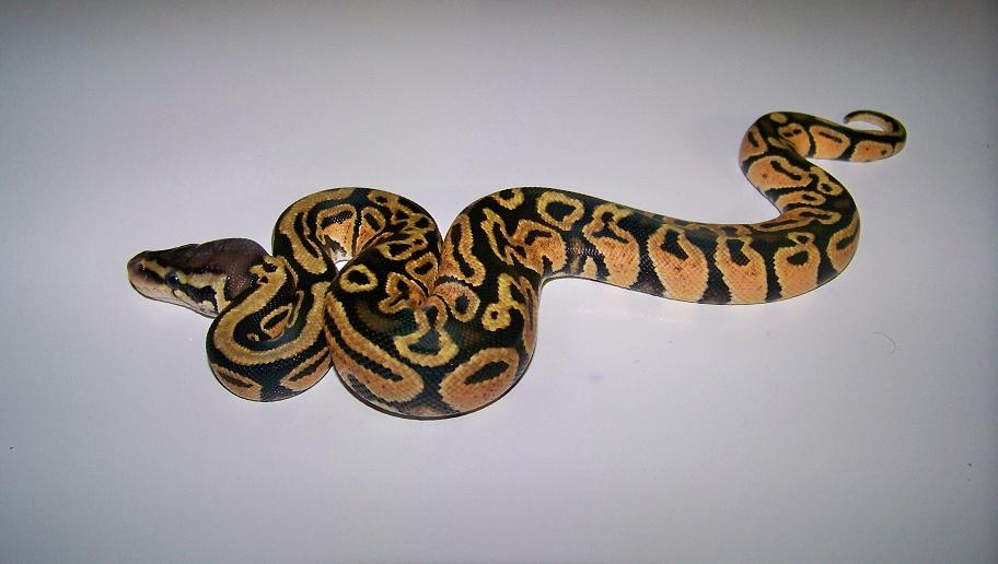 7_4 Pastel Female
