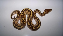 8_1 Lesser Male