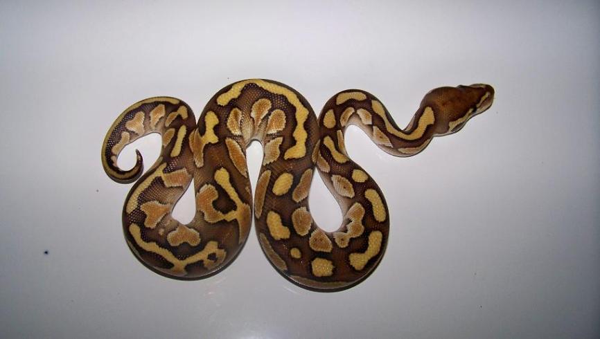 8_1 Lesser Male