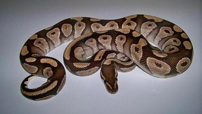 Breeder Mojave Male