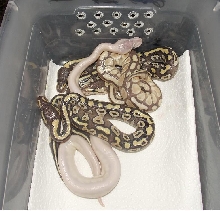 2014 Clutch 3