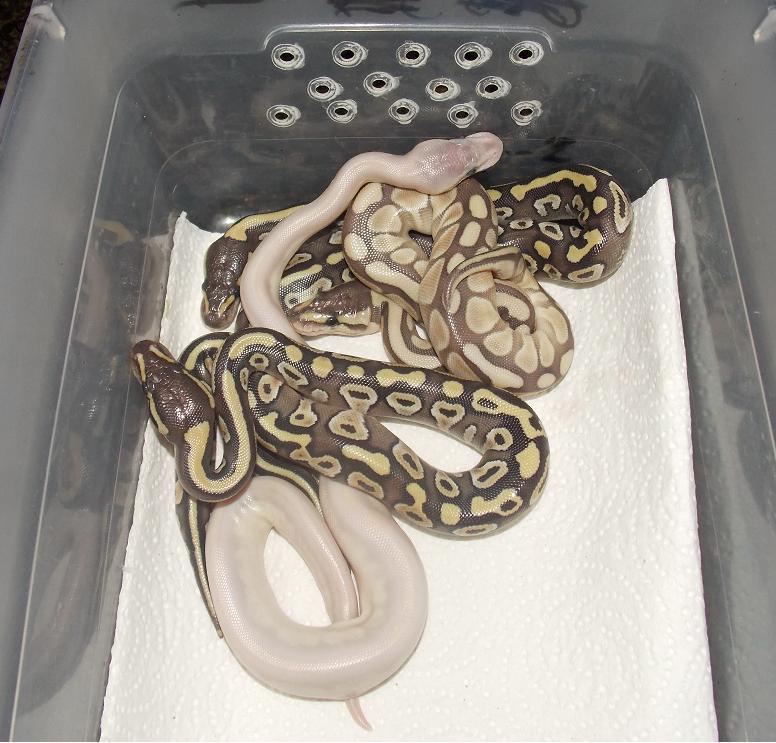 2014 Clutch 3