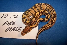 Male Fire 12_2