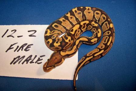 Male Fire 12_2
