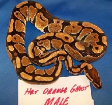 Het Orange Ghost Male