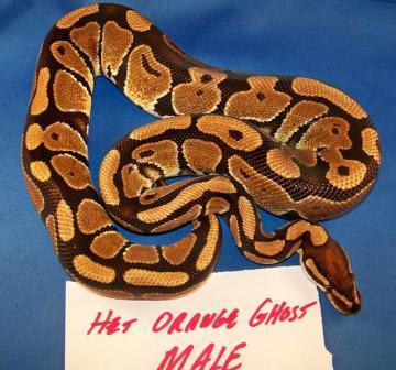 Het Orange Ghost Male