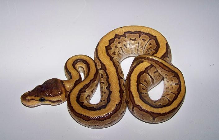 Female Jigsaw