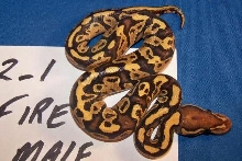 Male Fire 12_1