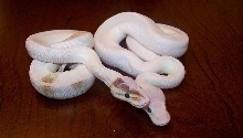 Pair of Lucies