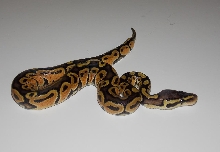 Pastel Het Stripe 2_2