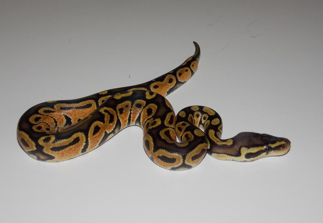 Pastel Het Stripe 2_2