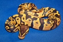 Pastel Het Pied Female