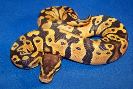 Pastel Het Pied Female