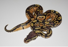 Pastel Het Stripe 2_1