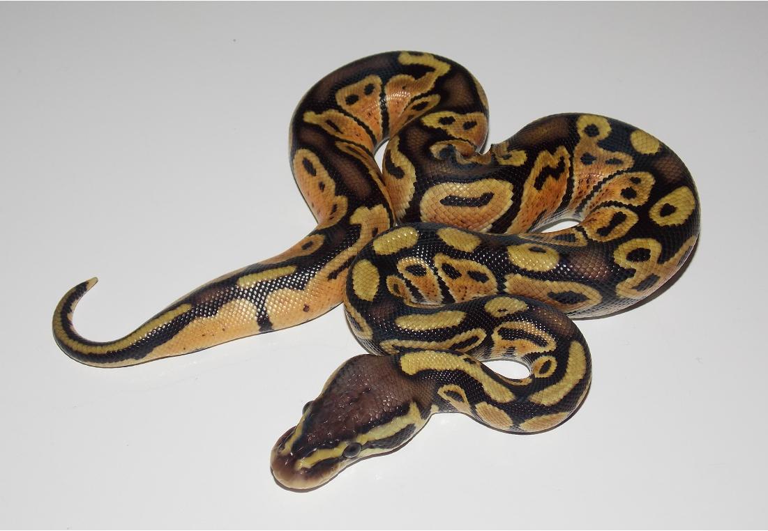 Pastel Het Stripe 2_1
