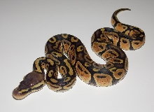 Pastel Het Stripe 2_3