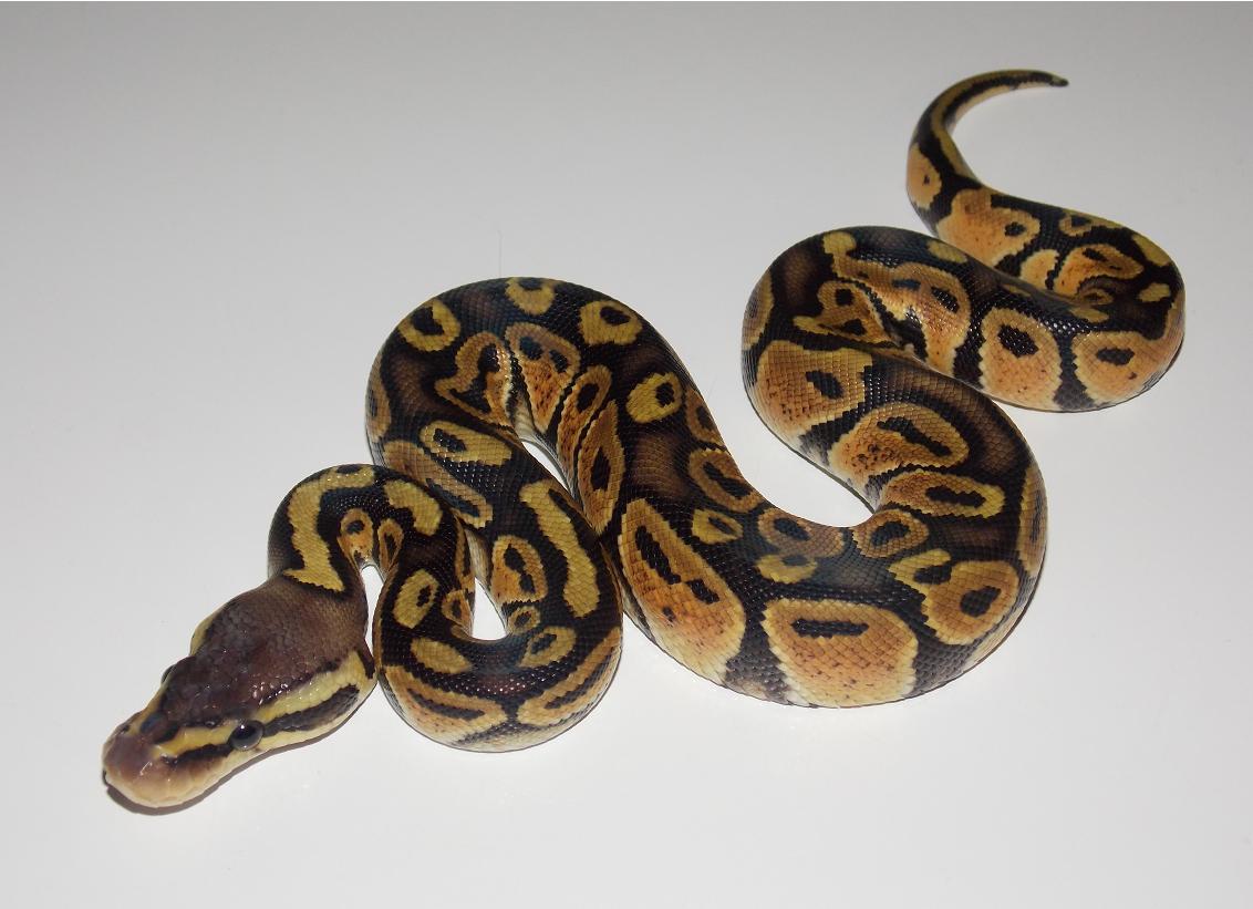 Pastel Het Stripe 2_3