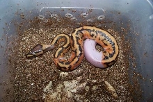 Pied Female 3