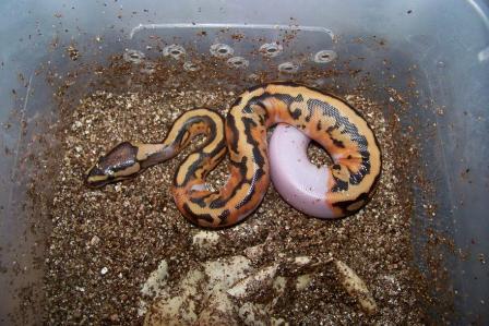 Pied Female 3