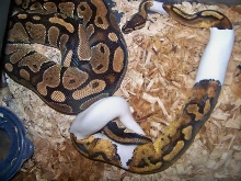 Pied Breeding