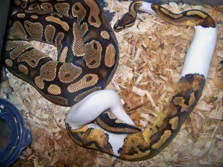 Pied Breeding