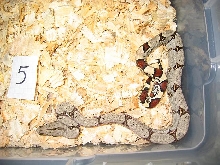 2003 Peruvian