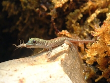 phelsuma