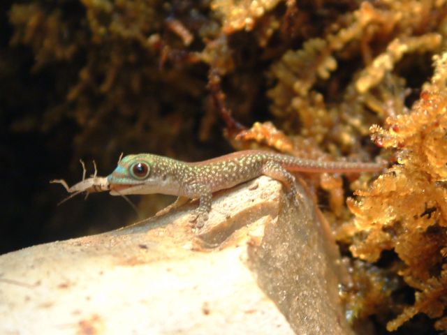 phelsuma