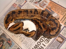 pied