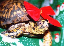 Holiday Turtle