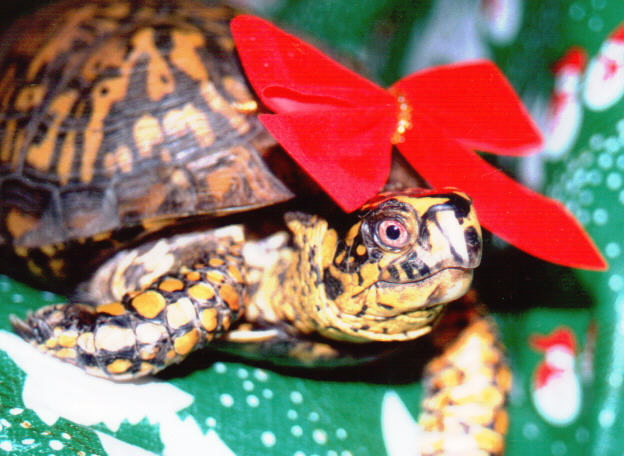 Holiday Turtle