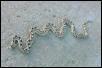 Gopher Snake