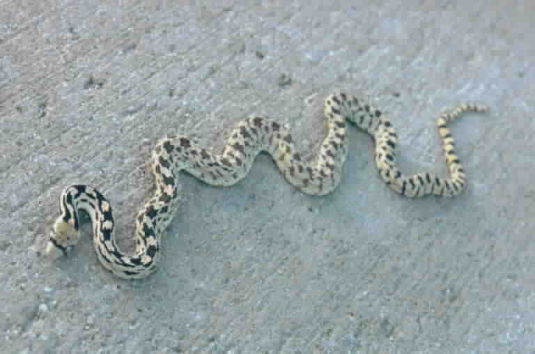 Gopher Snake