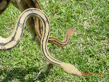 suboc coloration