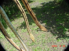 more suboc color