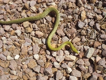 Western Green Rat 1