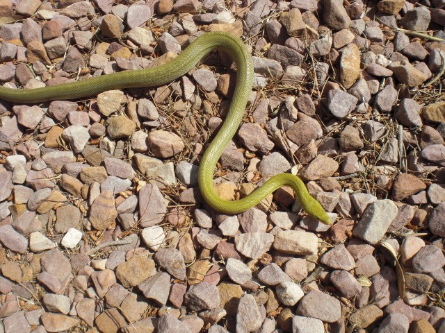 Western Green Rat 1