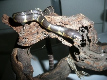 Baby Mangrove A