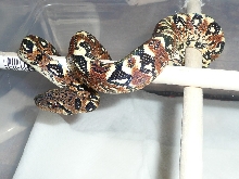 Baby Sanzinia 1