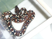 Baby Sanzinia 2