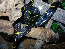 Boiga Copulation