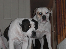 AmBull Pair