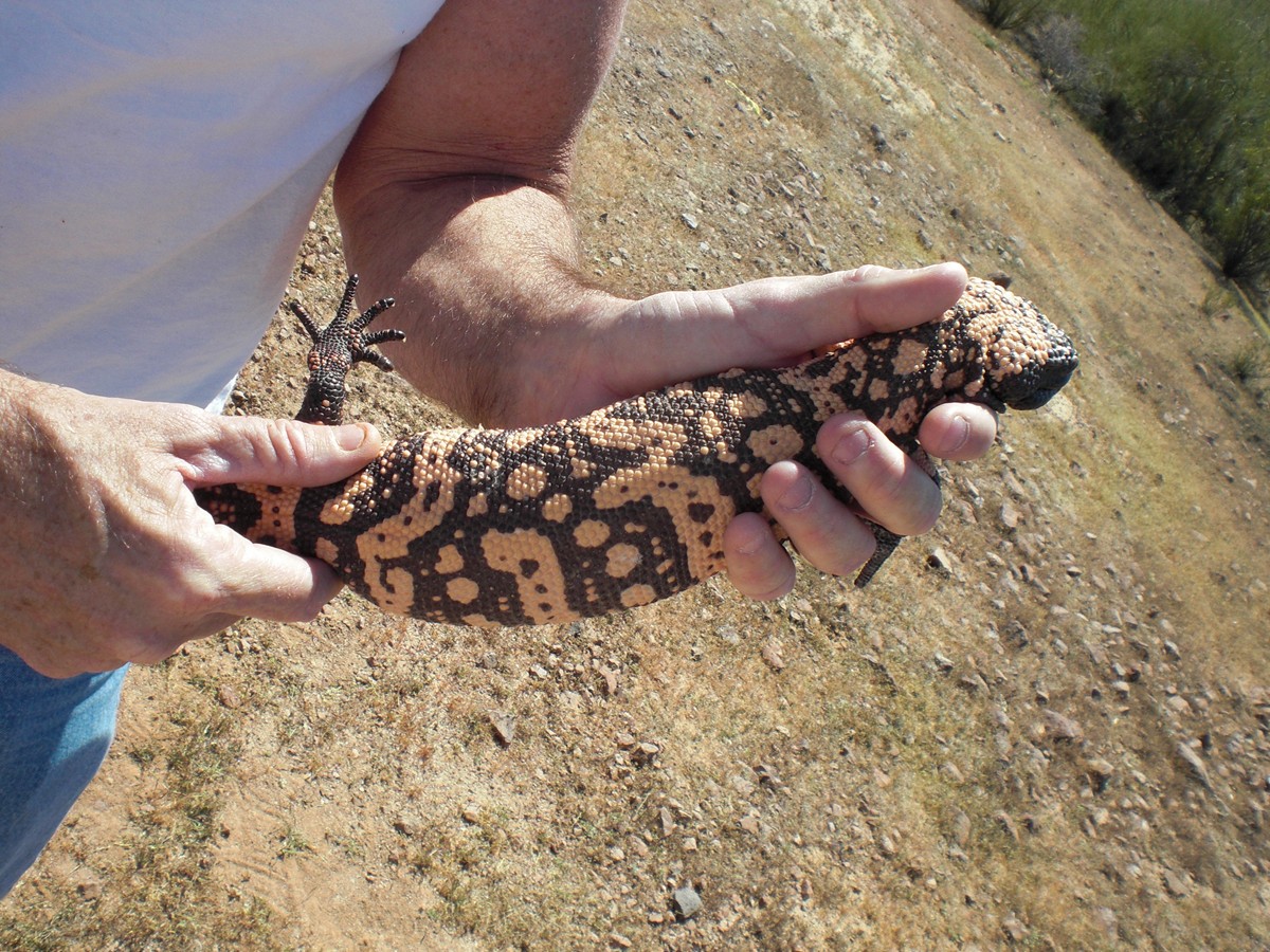 09 Gila in Az.