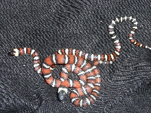 Zonata Hatchlings 2