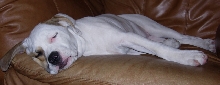 Crashed Pup