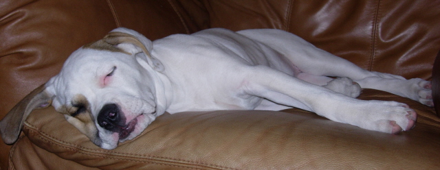 Crashed Pup